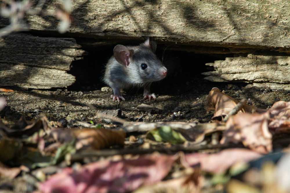 Hidden Dangers of DIY Rat Removal