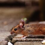 How to Keep Pests and Rodents Out of Your Villa