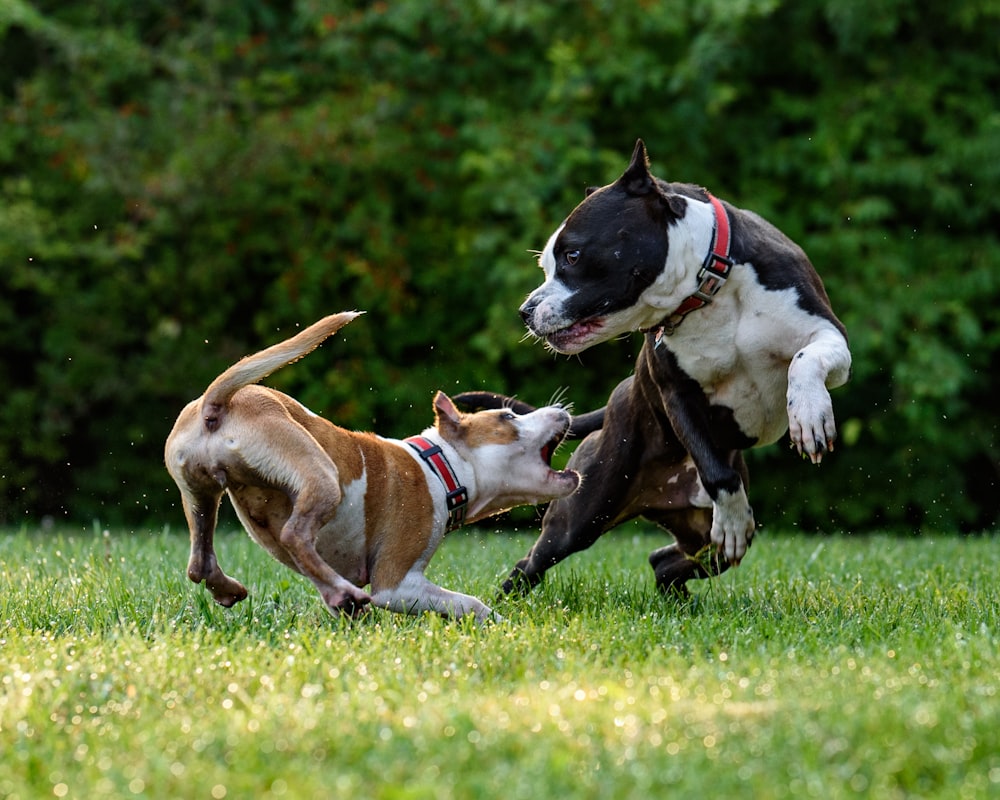 Understanding Dog Bite Laws in Connecticut