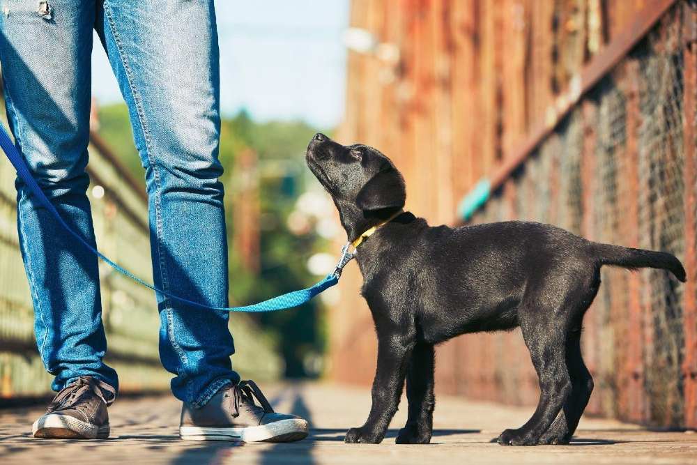 How to Get Great Leash Training For Dogs In Nashville